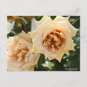 Rosa Butterscotch Postcard