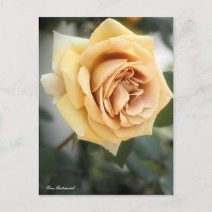 Rosa Butterscotch:Postcard Postcard