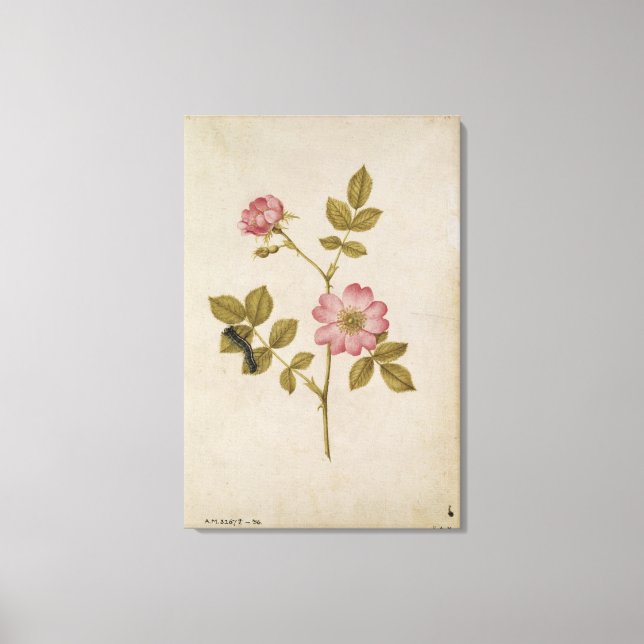 Rosa Canina - Dogrose and Caterpillar (pencil & w/ Canvas Print (Front)