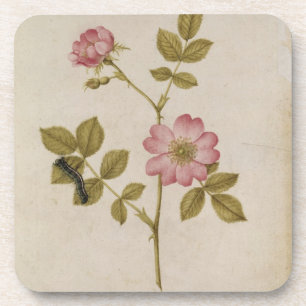 Rosa Canina - Dogrose and Caterpillar (pencil & w/ Coaster