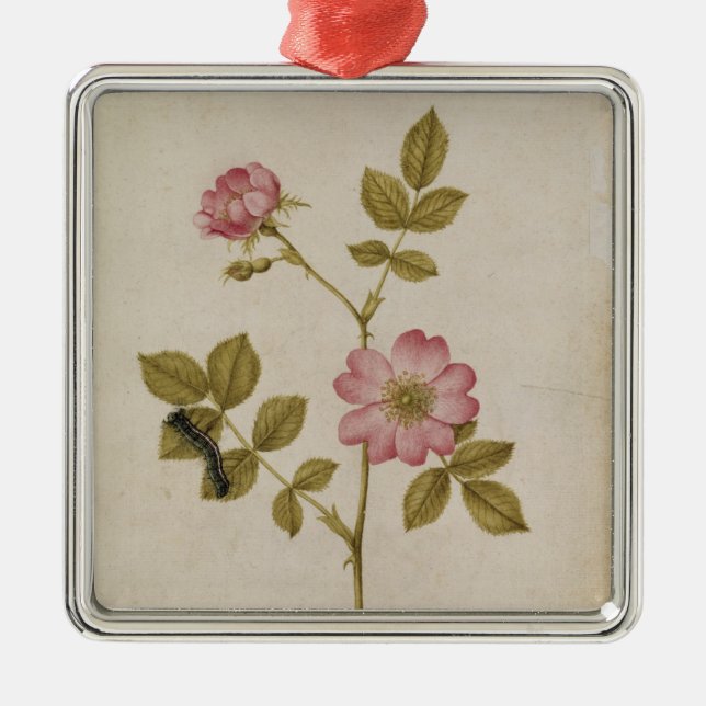 Rosa Canina - Dogrose and Caterpillar (pencil & w/ Metal Tree Decoration (Front)