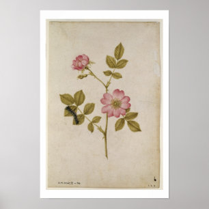 Rosa Canina - Dogrose and Caterpillar (pencil & w/ Poster