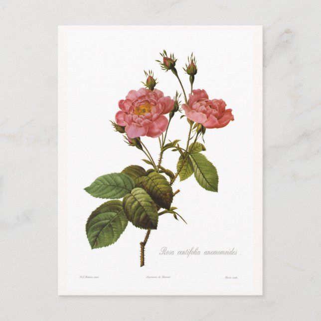 Rosa centifolia anemonoides postcard (Front)