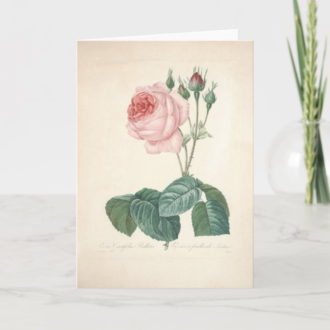 Rosa Centifolia Bullata by Redoute Sympathy Card (Front)