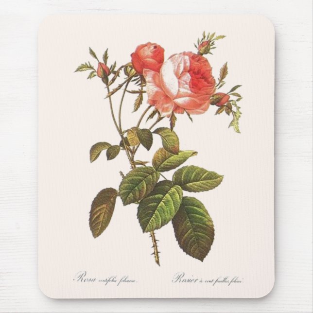 Rosa Centifolia Foliacea Mouse Pad (Front)