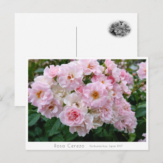 Rosa Cerezo Postcard (Front/Back)