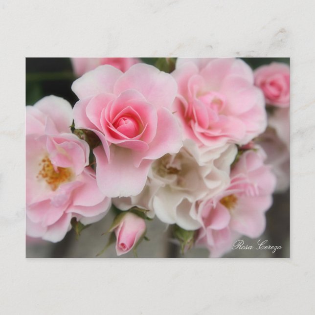 Rosa Cerezo Postcard (Front)
