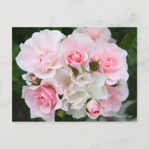 Rosa Cerezo [Postcard] Postcard