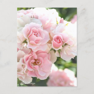 Rosa Cerezo：Postcard_ver.2.0 Postcard