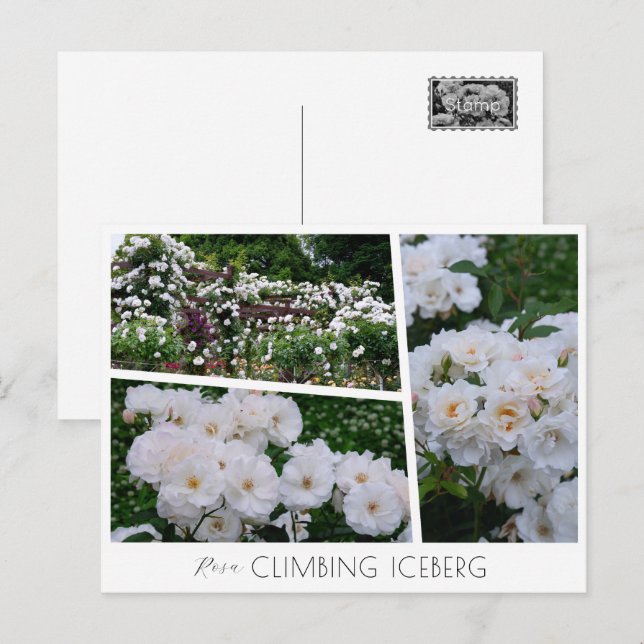 Rosa Climbing Iceberg Postcard (Front/Back)