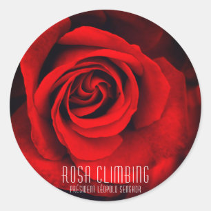 Rosa Climbing Président Léopold Senghor ポストカード Classic Round Sticker