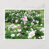 Rosa Clotilde Soupert:Postcard