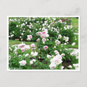 Rosa Clotilde Soupert:Postcard Postcard