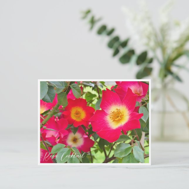 Rosa Cocktail Postcard (Standing Front)