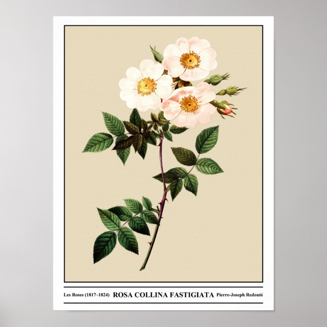 Rosa Collina Fastigiata Beige Poster (Front)