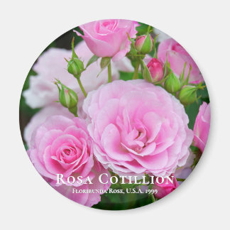 Rosa Cotillion Magnet