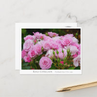 Rosa Cotillion