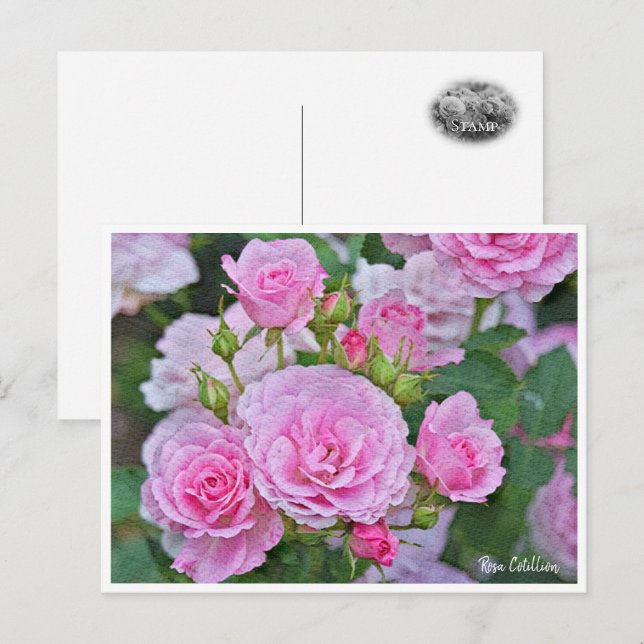 Rosa Cotillion Postcard (Front/Back)