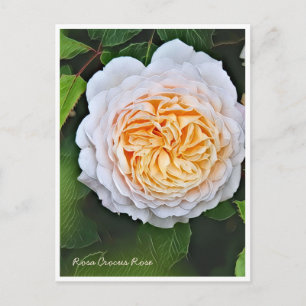 Rosa Crocus Rose Postcard