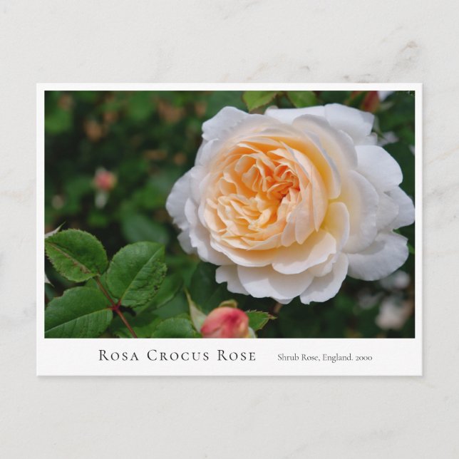Rosa Crocus Rose Postcard (Front)