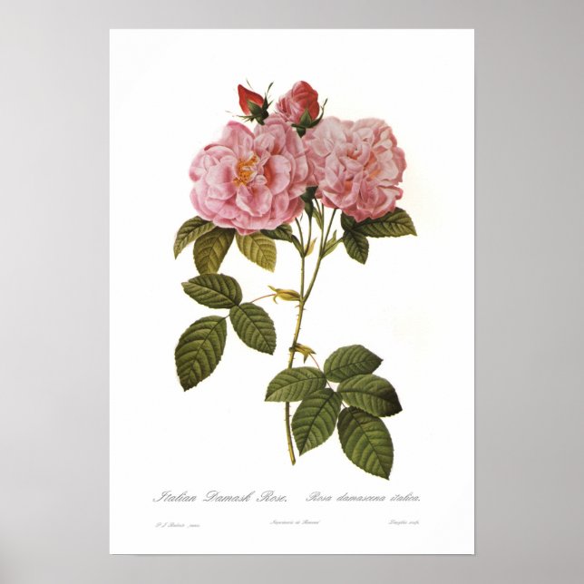 Rosa damascena italica poster (Front)