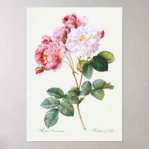 Rosa Damascena Poster