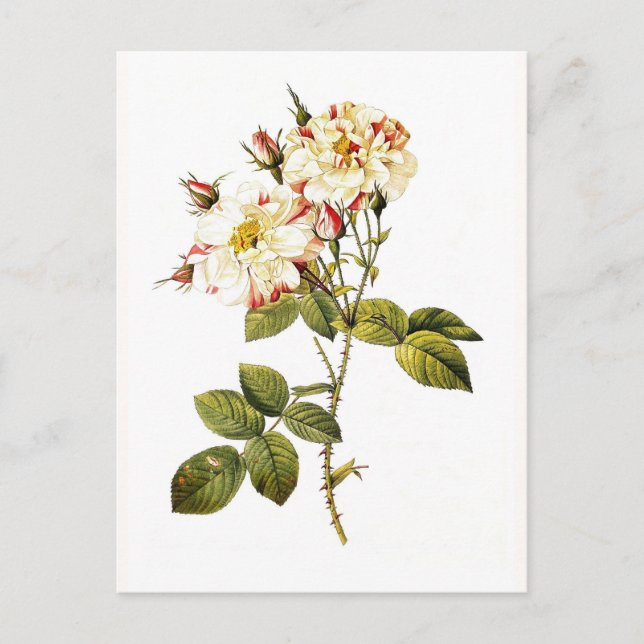 Rosa damascena variegata postcard (Front)