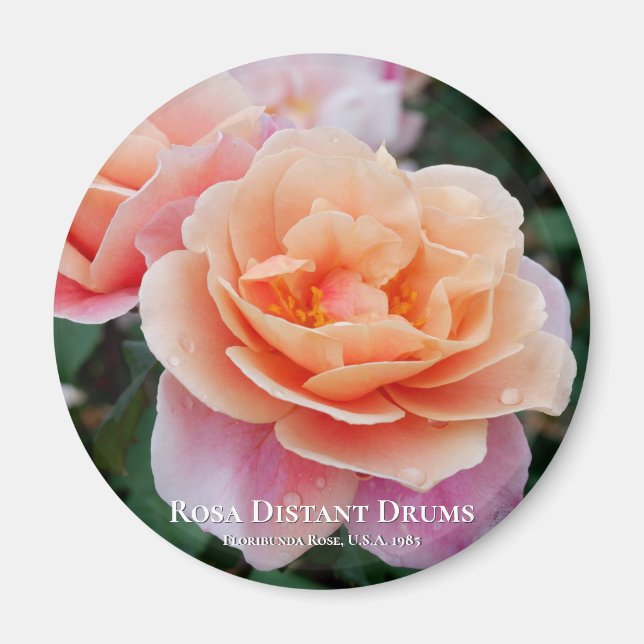 Rosa Distant Drums Magnet (Front)