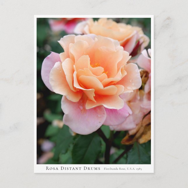 Rosa Distant Drums Postcard (Front)