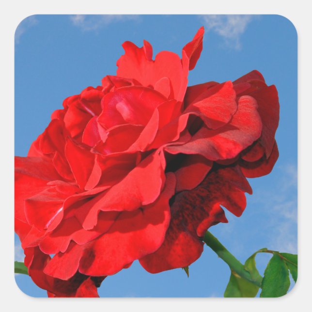Rosa Don Juan with a blue sky  Square Sticker (Front)