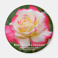 Rosa Double Delight