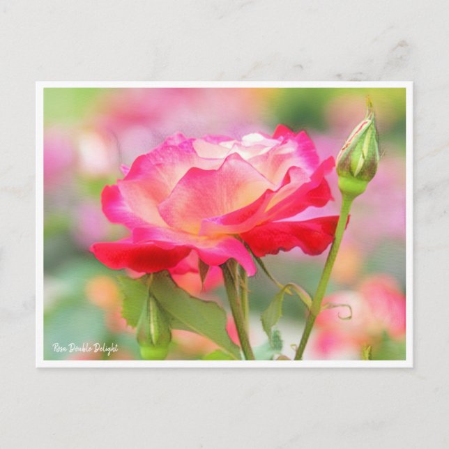 Rosa Double Delight Postcard (Front)