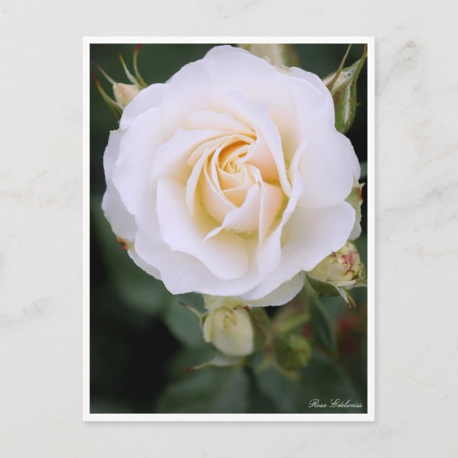 Rosa Edelweiss：Postcard Postcard (Front)