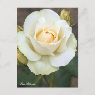 Rosa Edelweiss：Postcard Postcard