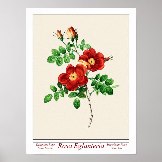 Rosa Eglanteria Beige Poster (Front)