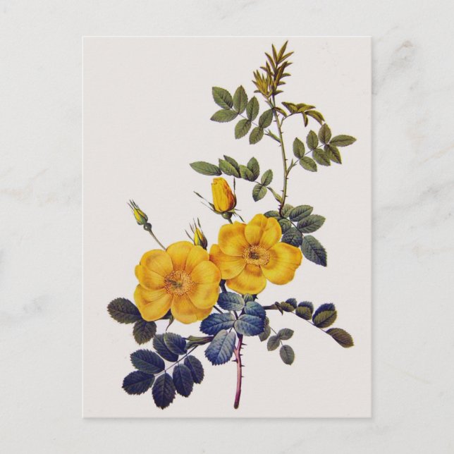 Rosa Eglanteria, P. J. Redoute, wild yellow roses Postcard (Front)