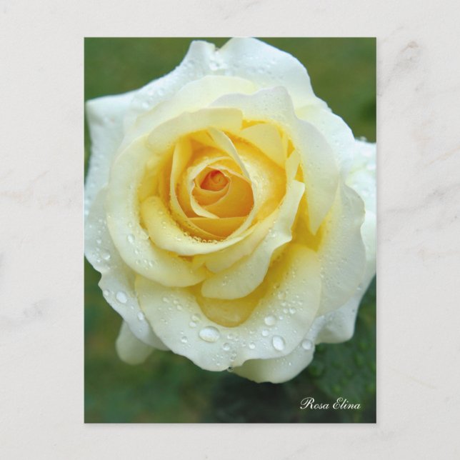 Rosa Elina [Postcard] Postcard (Front)