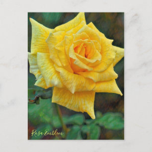 Rosa Emblem [Postcard] Postcard