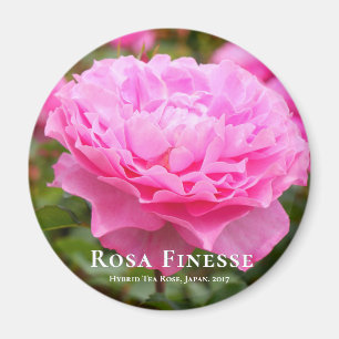 Rosa Finesse Magnet