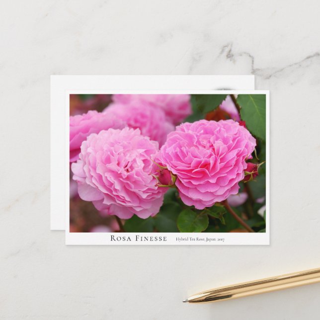 Rosa Finesse Postcard (Front/Back In Situ)