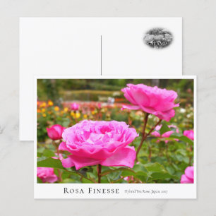 Rosa Finesse Postcard