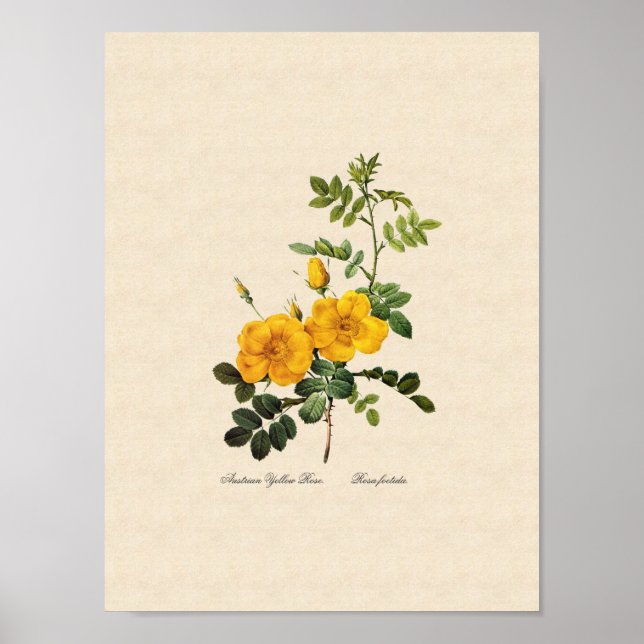 Rosa foetida poster (Front)