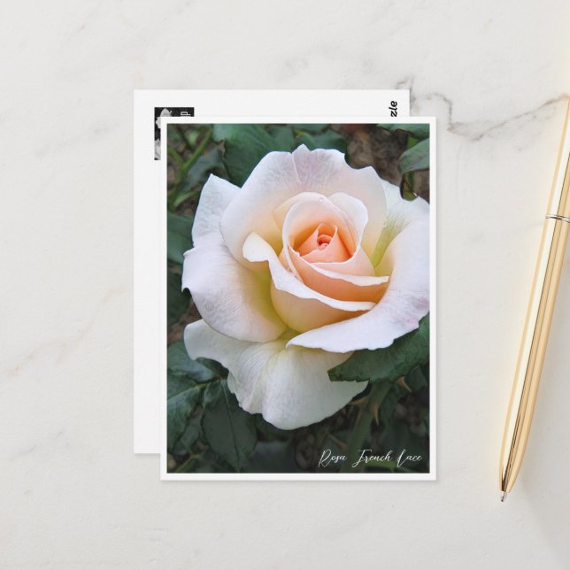 Rosa French Lace Postcard (Front/Back In Situ)