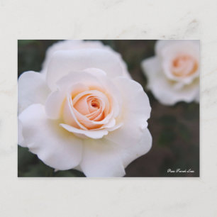 Rosa French Lace [Postcard] Postcard