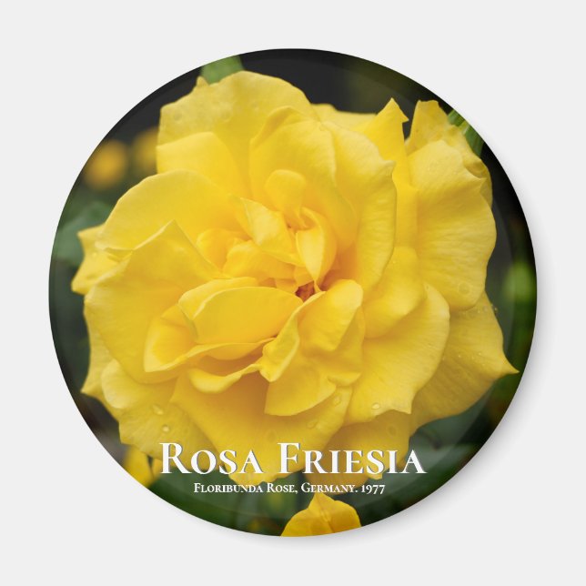 Rosa Friesia Magnet (Front)