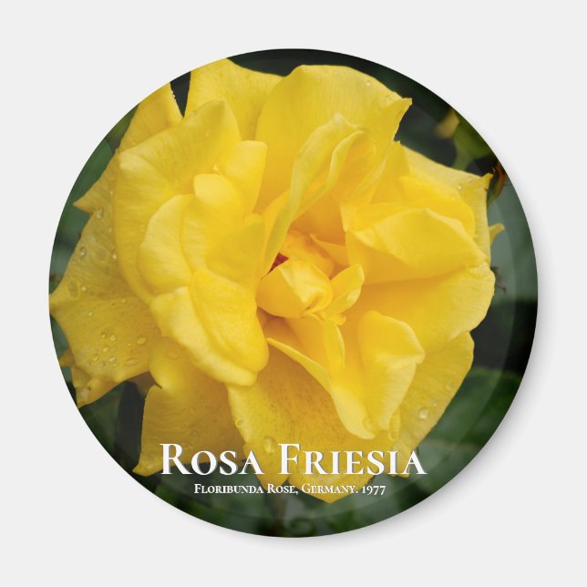 Rosa Friesia Magnet (Front)