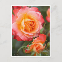 Rosa Fruite:Postcard