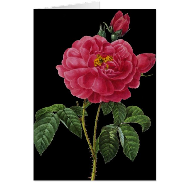 Rosa Gallica (Front)