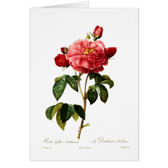 Rosa gallica aurelianensis (Front)