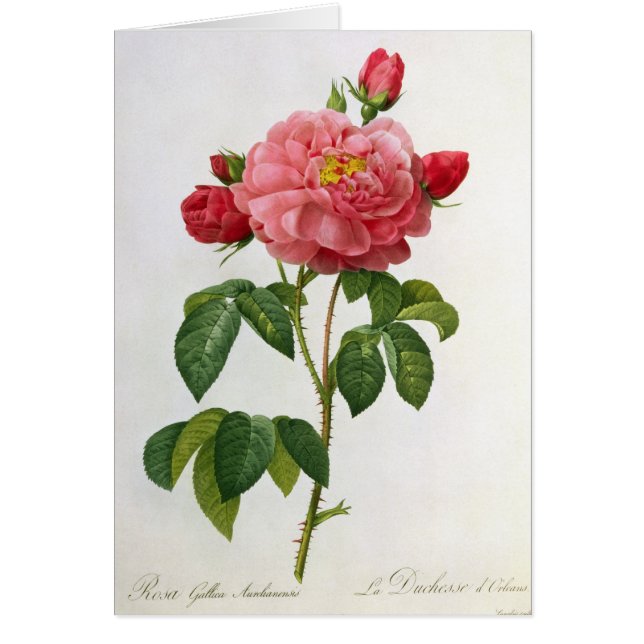 Rosa Gallica Aurelianensis (Front)